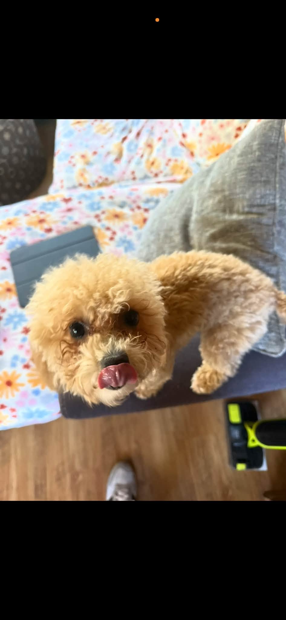 A small dog resting on a chair